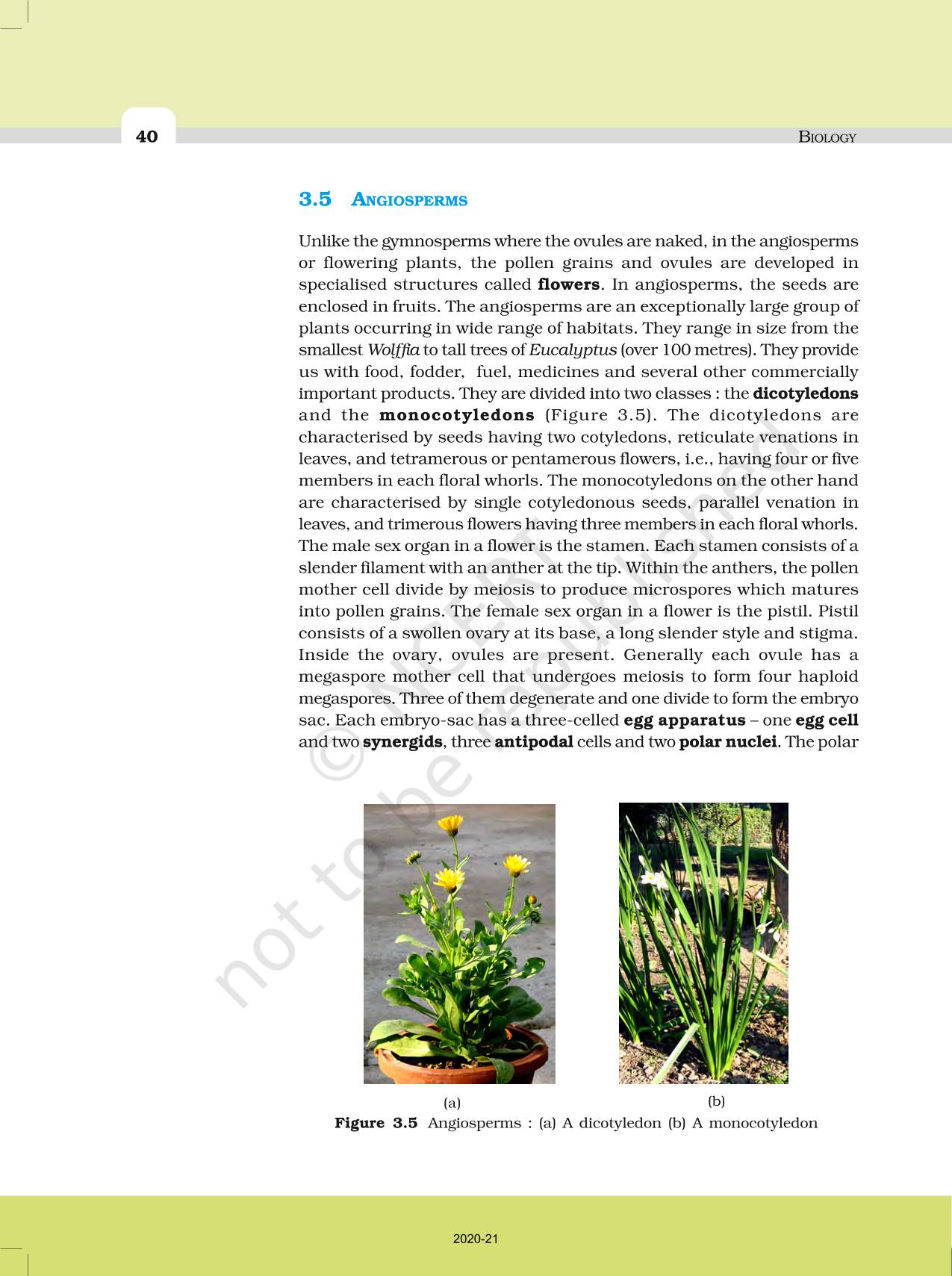 Plant Kingdom - NCERT Book Of Class 11 Biology